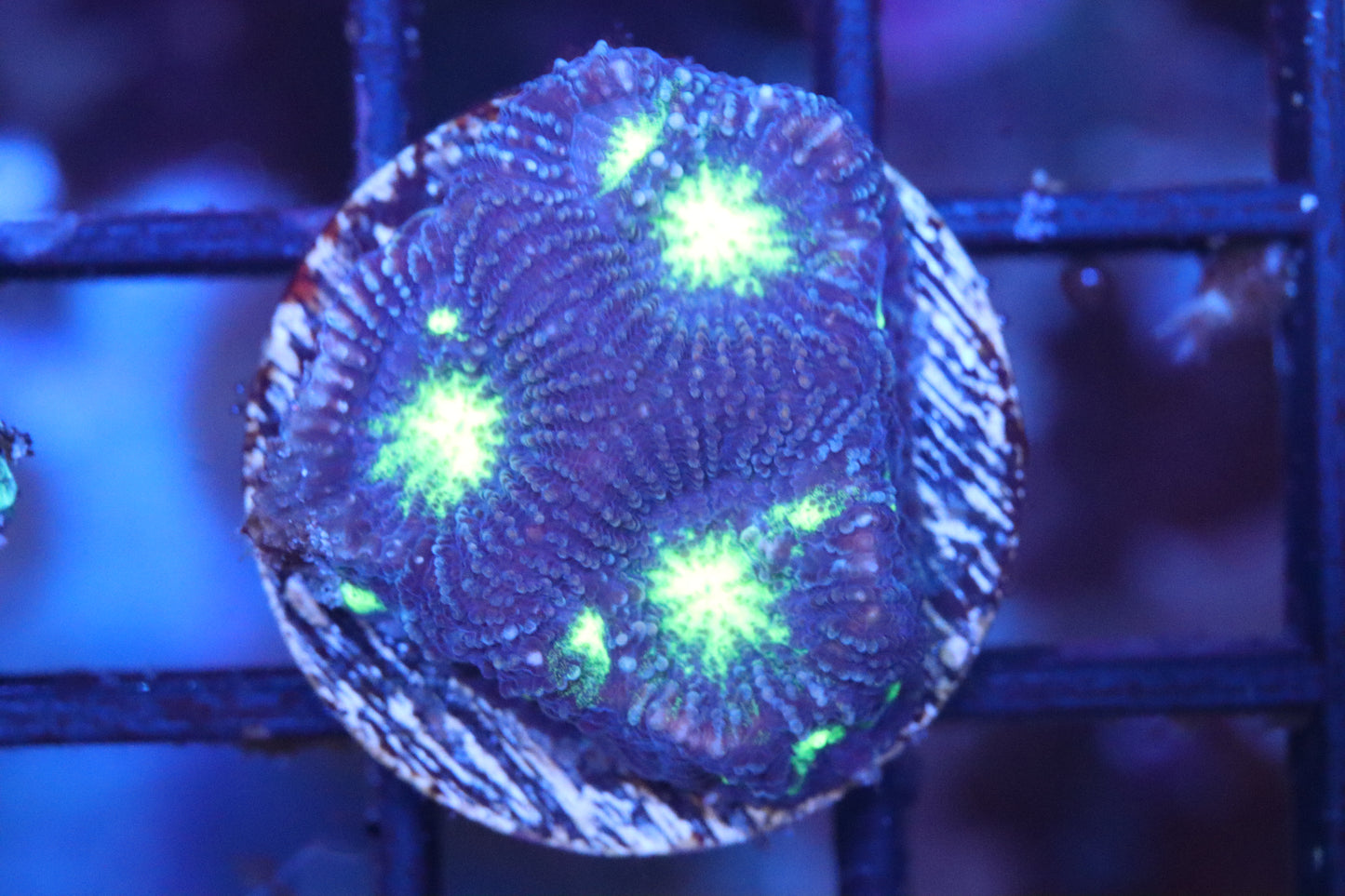 Yellow Mouth Favia (A55)