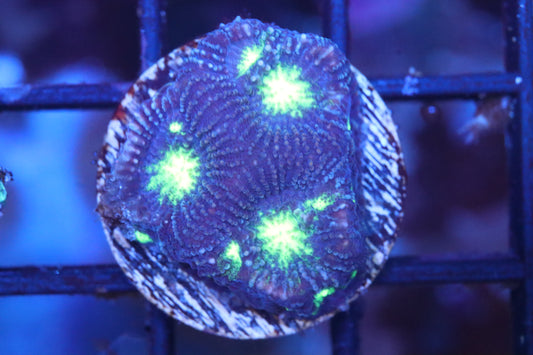 Yellow Mouth Favia (A55)