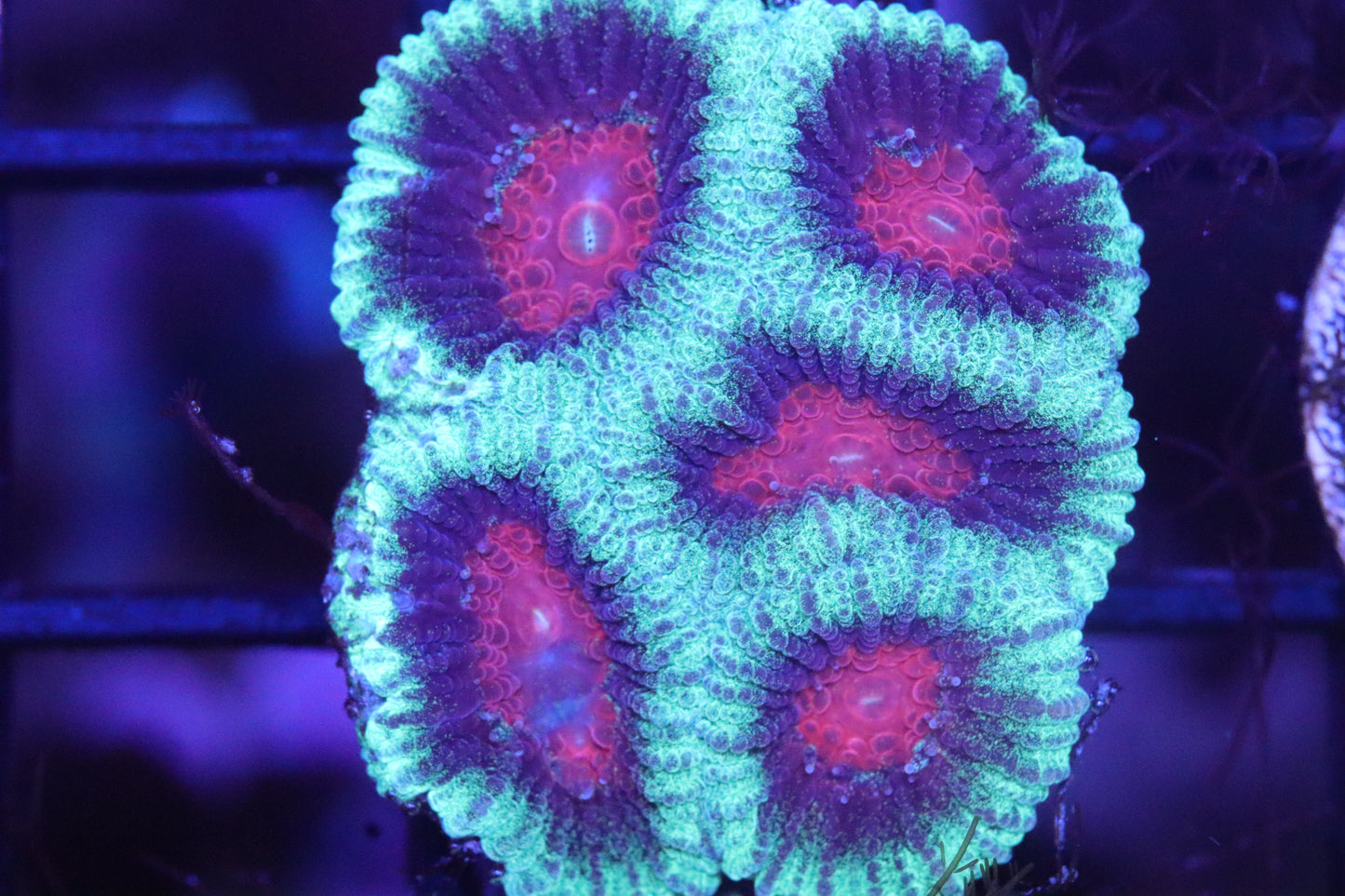 Green and Purple Favia (85)