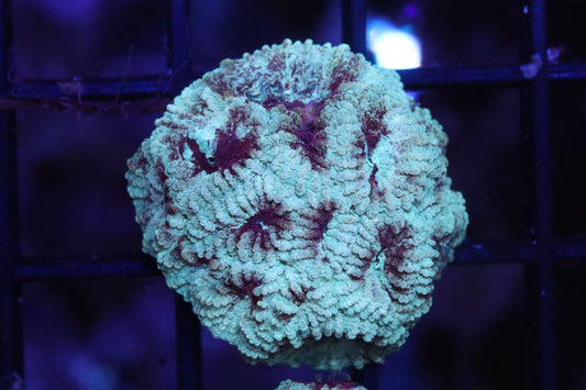 Red & Gold War Coral (83)