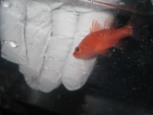 Ruby Red Cardinals