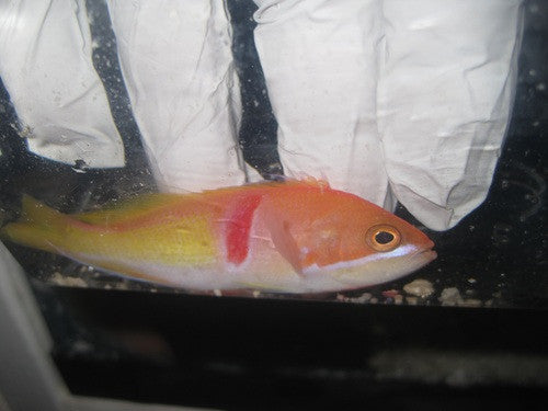 Tricolor Anthias (male)