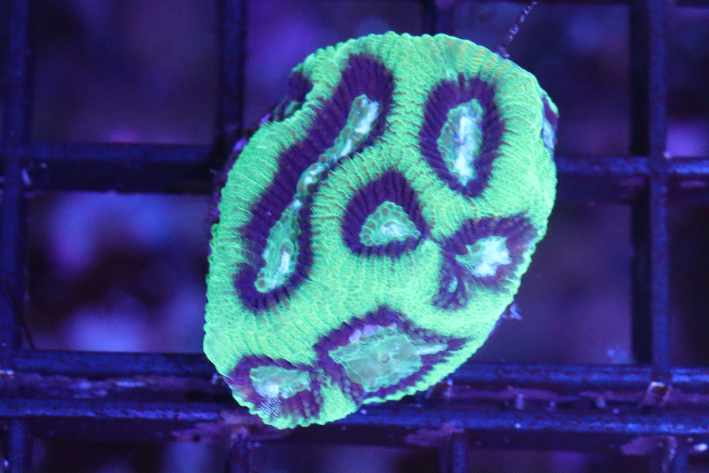 Blue/Green Platygyra