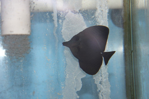 9” Black Longnose Tang  | Zebrasoma Rostratum