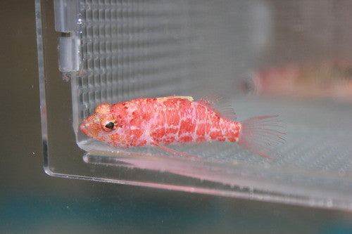 Geometric Pygmy Hawkfish