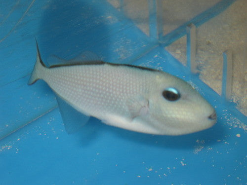Blue-Throat Trigger (4-5" female)