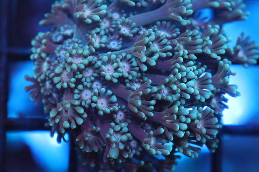 Jaded Alveopora