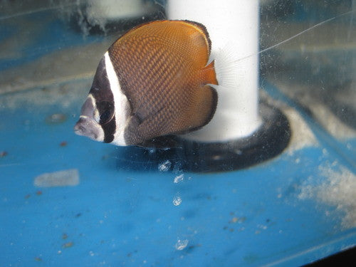 Collare Butterflyfish -1 1/2"