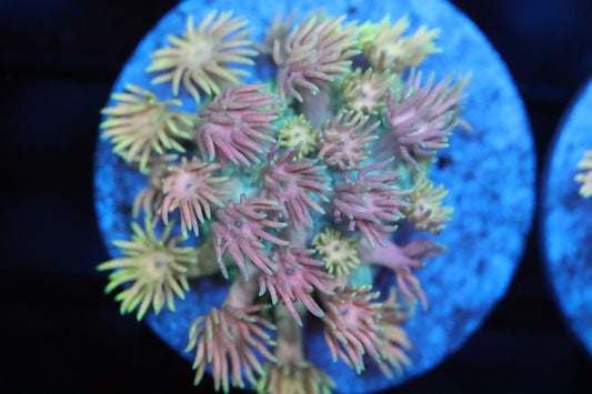 Yellow and Pink Goni (A22)