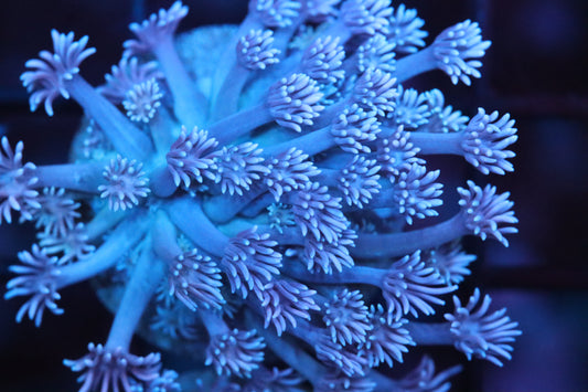 Pretty Purple Goni (A33)