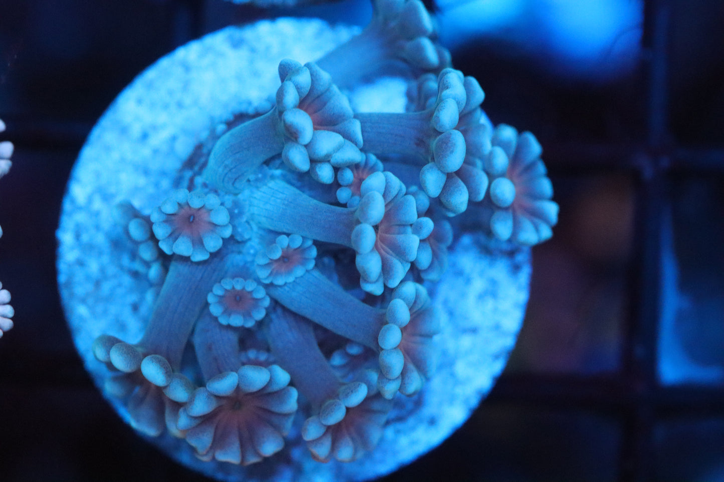 Pink Mouth Alveopora (A29)