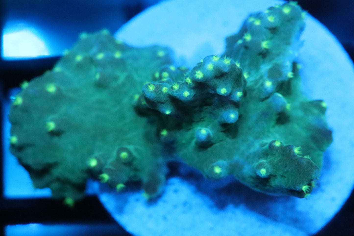 Neon Cabage Leather (A14)