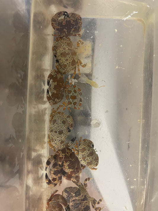 gaudy clown crab | Platypodiella spectabilis