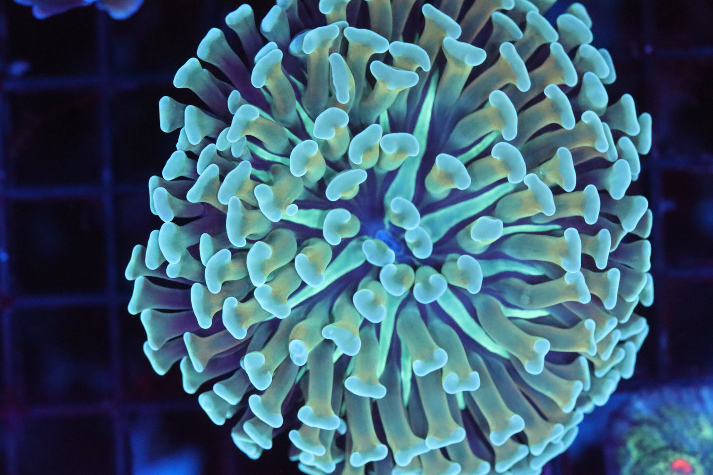 Chunky Gold Hammer (A125)