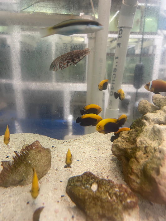 Brazilian Flameback Angelfish| Centropyge aurantonotus (2-3")