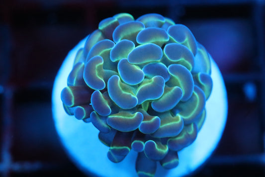 Hologram Hammer (A38)