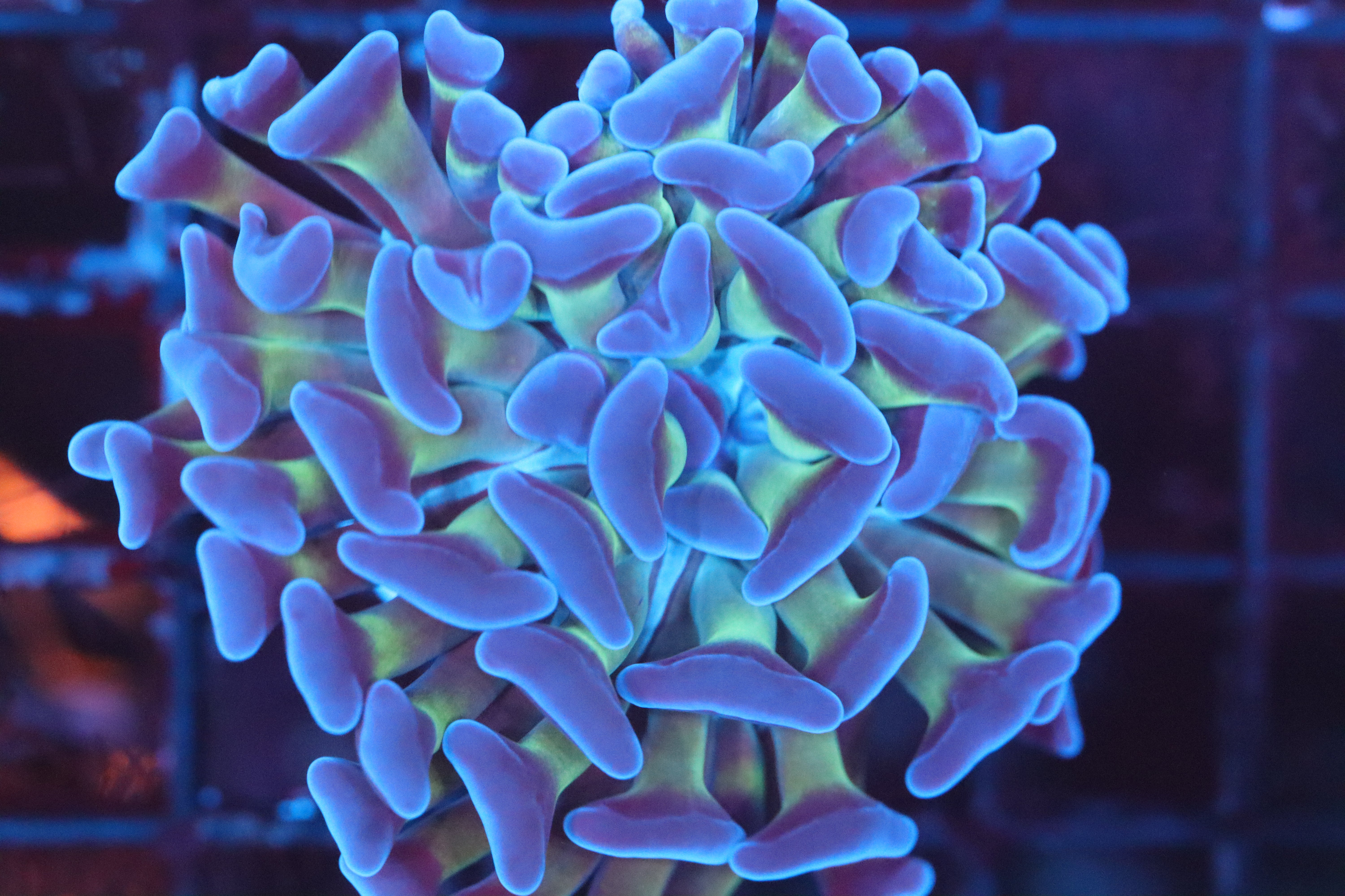 Great Beginner Coral – NYAquatic