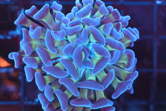 Neon Stem Hammer (A37)