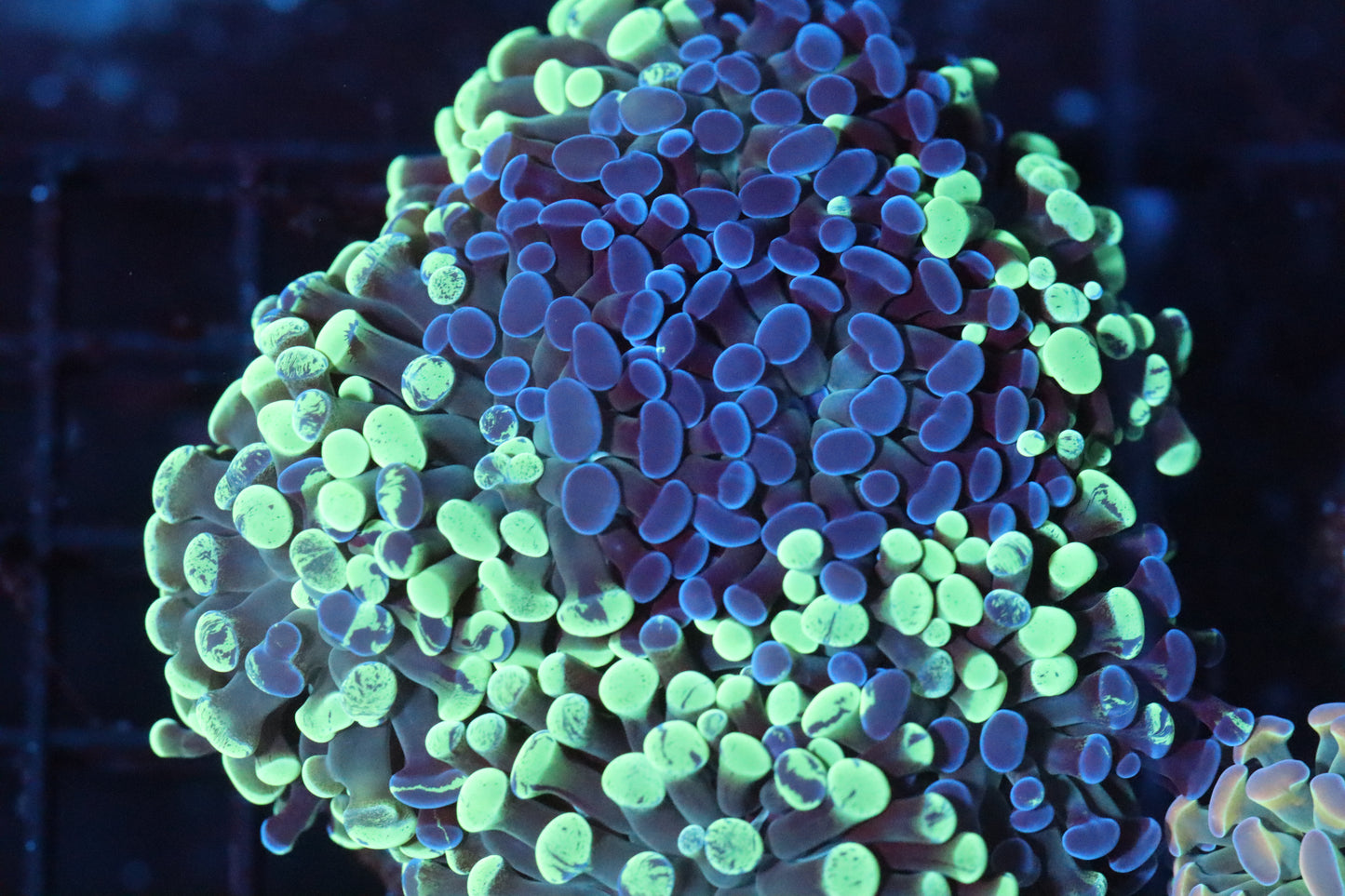 Splatter Branching Hammer Colony