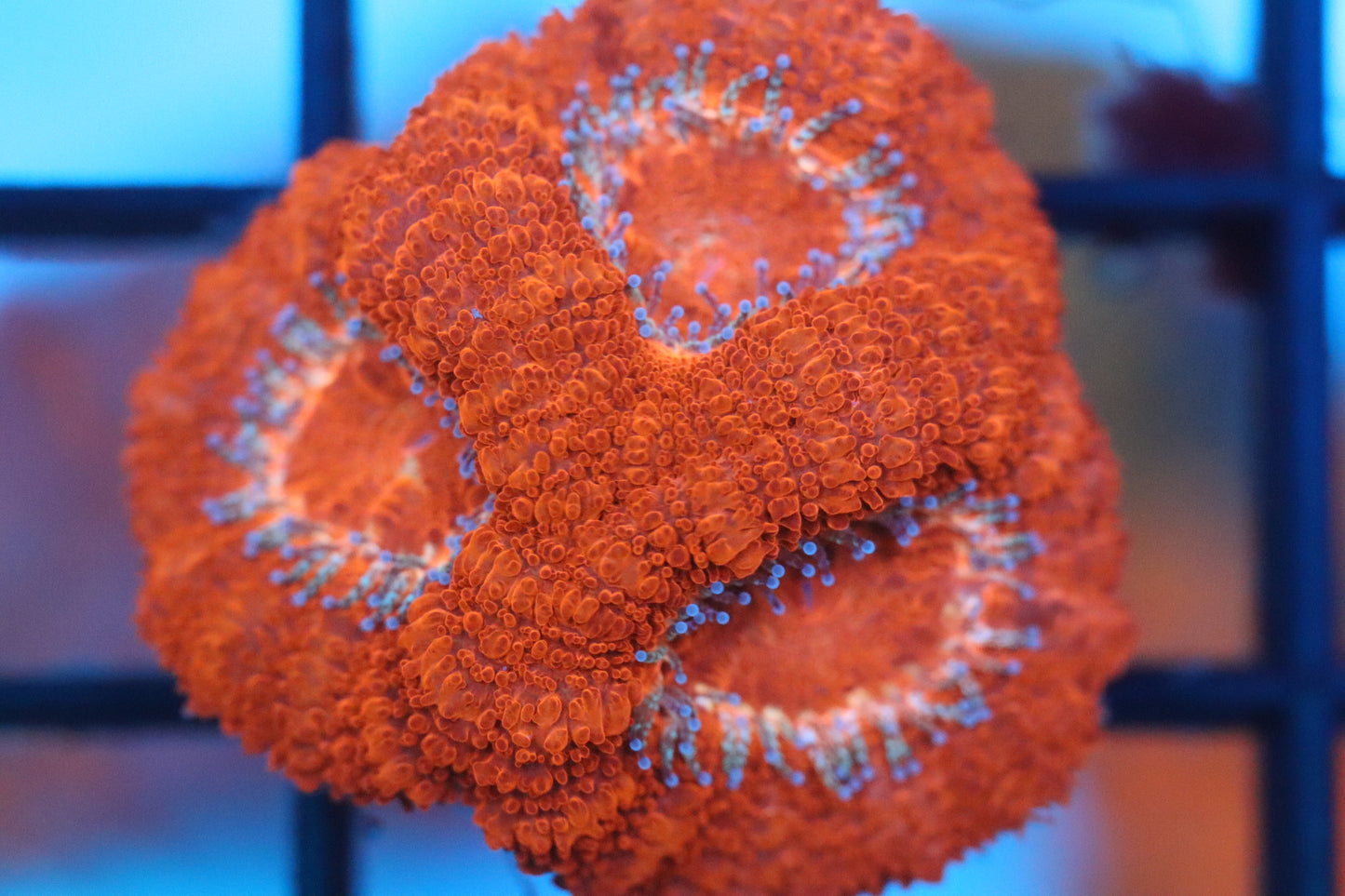 Cherry Red Micromussa (A73)