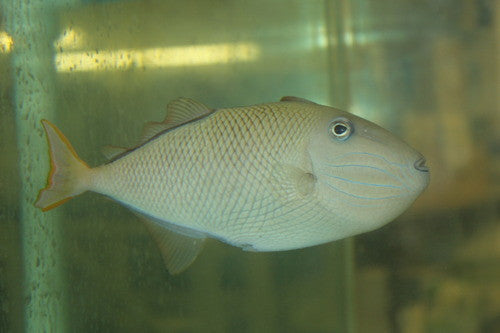 Crosshatch Triggerfish-(5-6") female