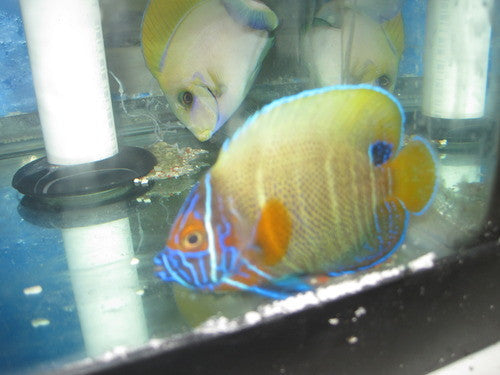 Blue Face Angel HYBRID-4”