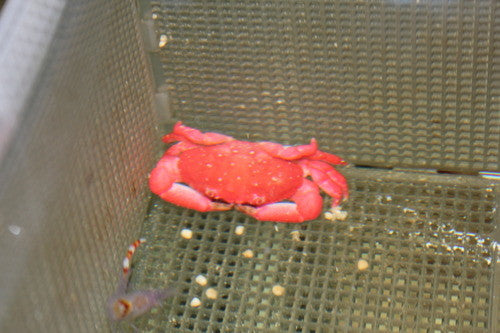 Strawberry Crab