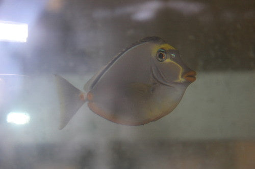 Naso Tang 3-4" (Hawaii)