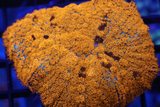 XXL Red Orange Rhodactis Mushroom