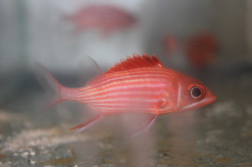 Red Striped Squirrelfish (3")