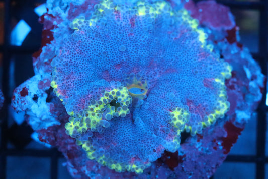 XL Neon Ring Gumball Yuma