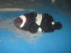 Black & White Ocellaris Clowns-Tank Raised (2")