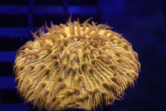 Orange Purple Tip Plate