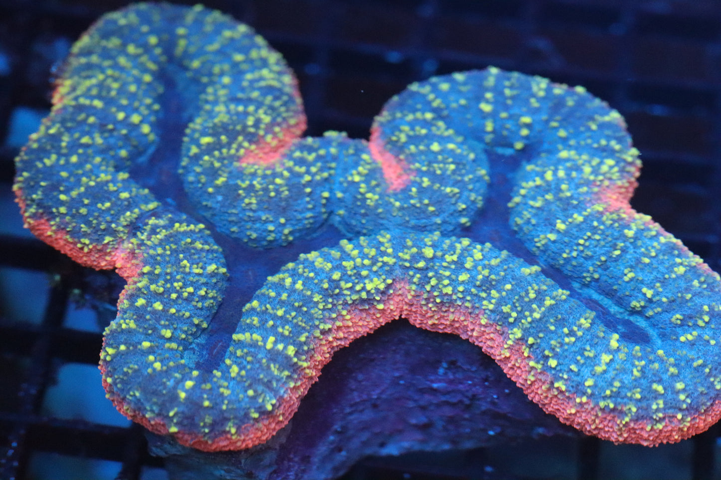 Pink Rim Carpet Lobo