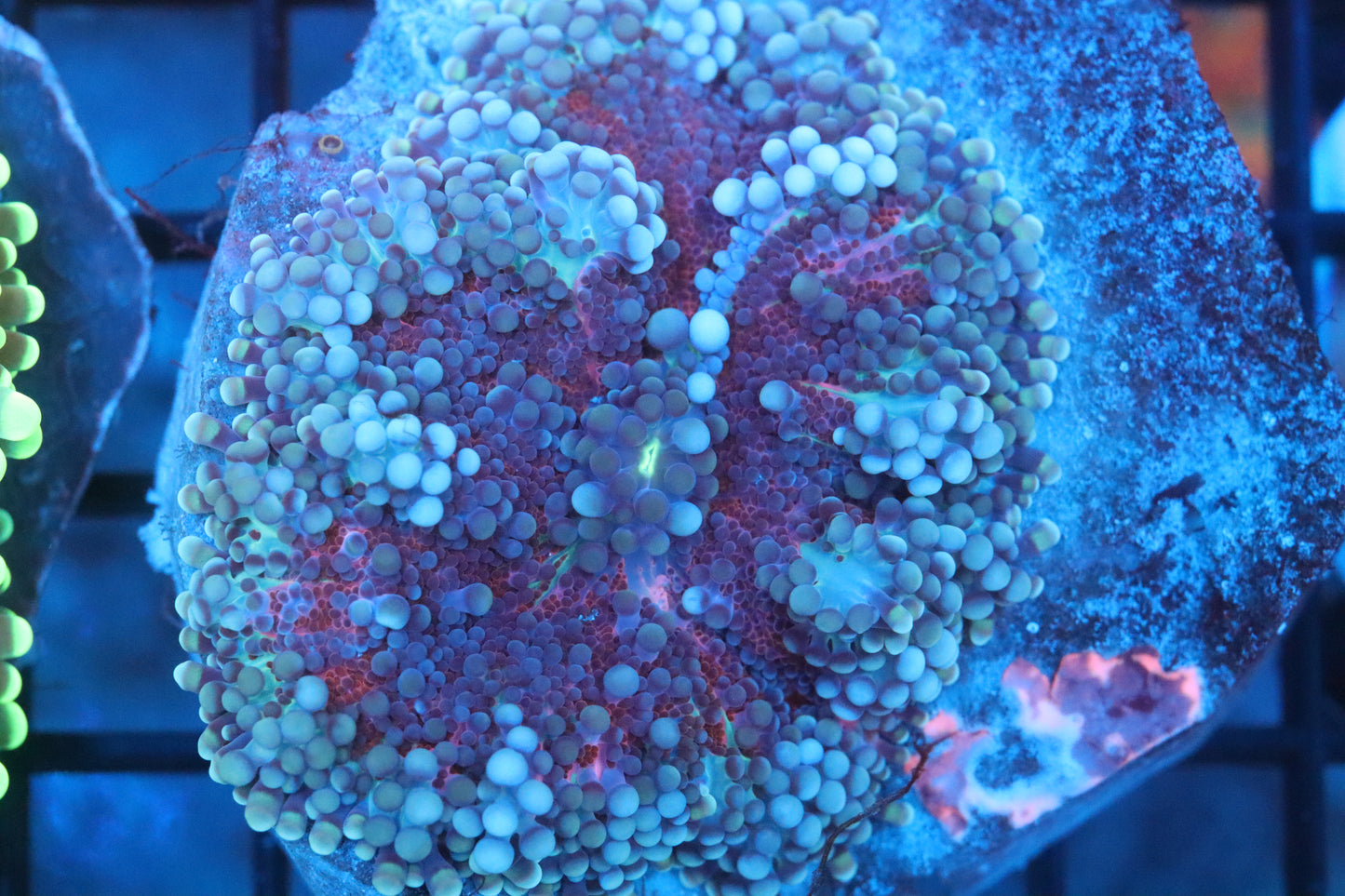 XXL Maroon Gumball Yuma