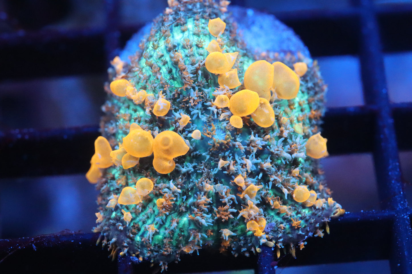 Sunkist Bounce Mushroom (B99)