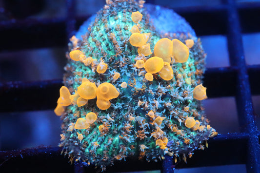 Sunkist Bounce Mushroom (B99)
