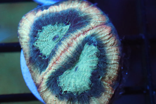 Turquoise Favia (A59)