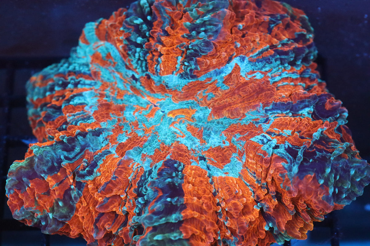 Acanthro Rbc Red & Blue Acantho (47) – NYAquatic