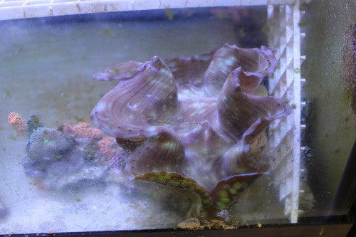 Squamosa Clam-5-6"