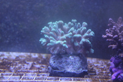 Seriatopora Caliendrum (3-4")