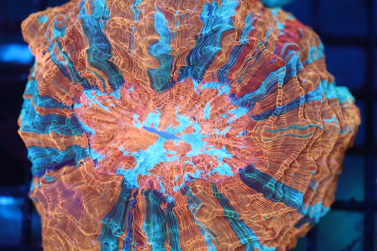 Rainbow Acantho (54)