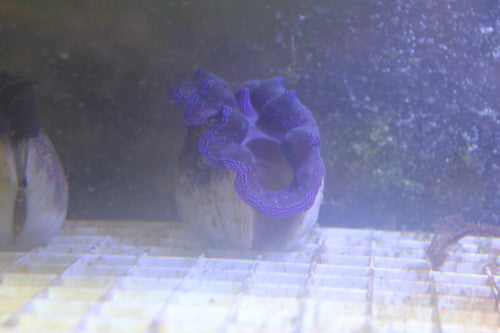 Electric Blue Crocea Clam-3-4"