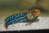 Blue Spotted Jawfish