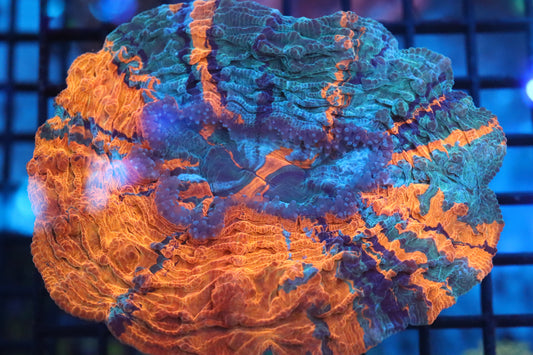 Orange Acantho (41)