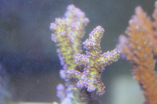 Purple Lemnalia Coral (2-3")