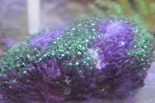 Green Star Polyps (Pachyclavularia)-6" colony