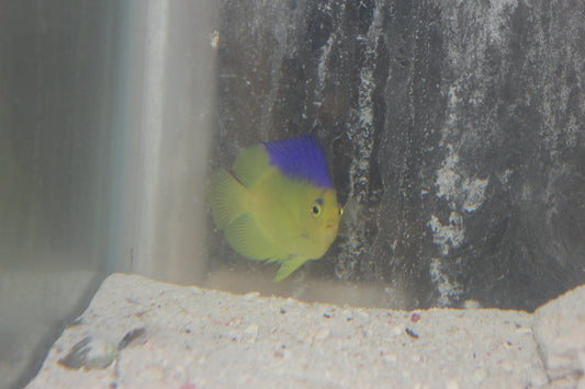 Blue Back (Colini) Pygmy Angel (1-1/2” CB)