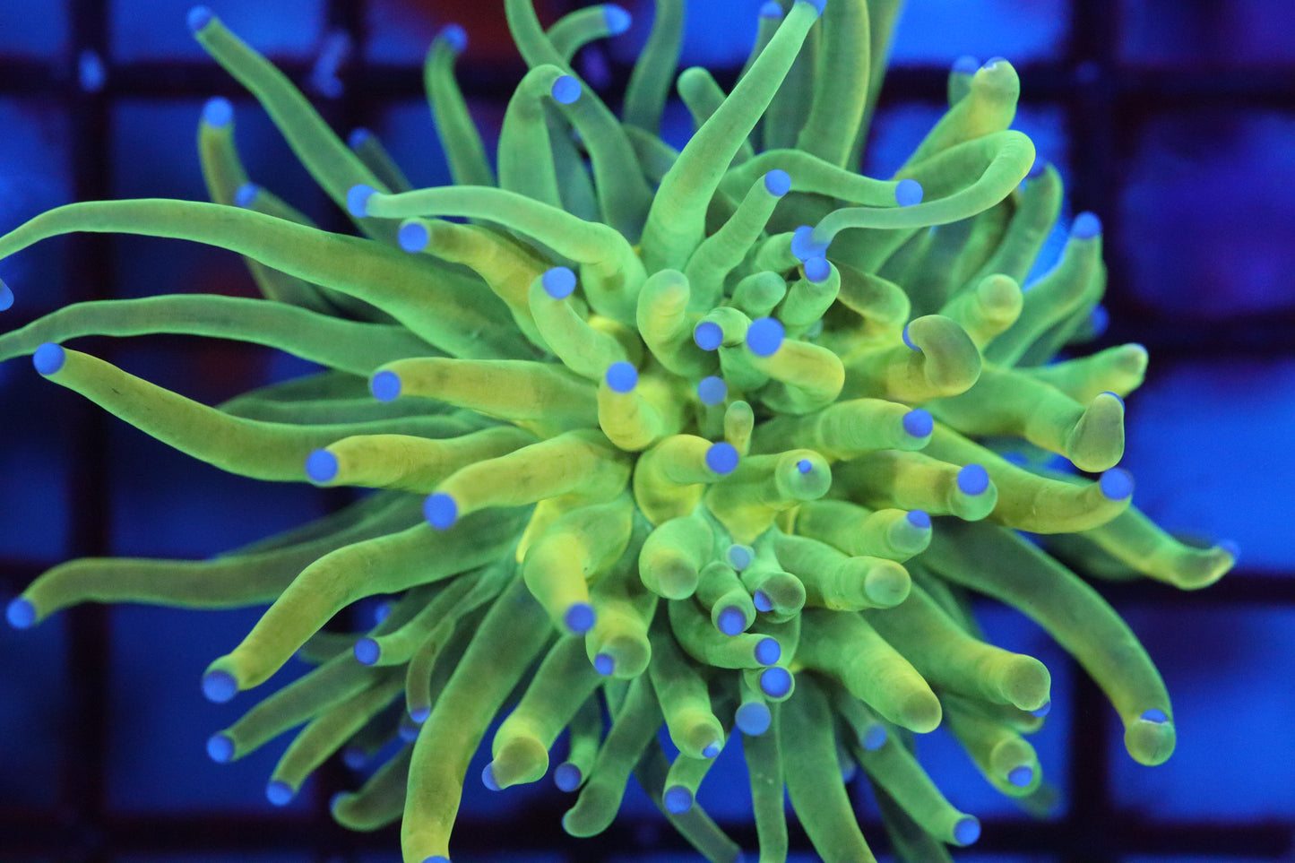 Holy Grail Torch (A4)