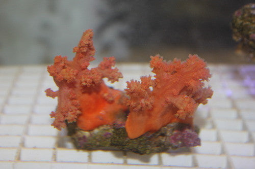 Scleronephthya Strawberry Coral